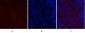 SDF-1 Polyclonal Antibody